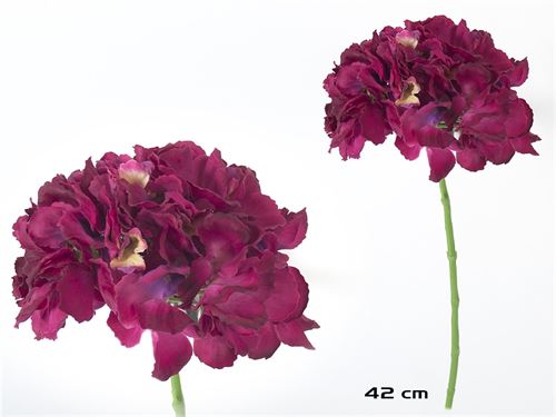 743471 HASTE HORTENSIA