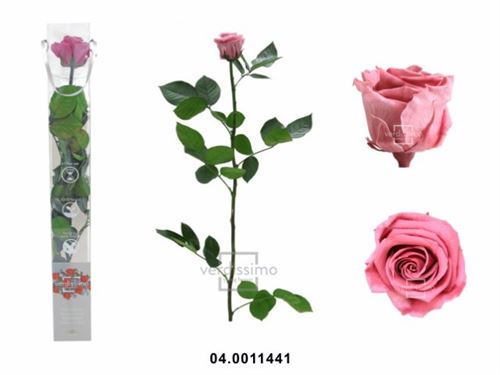 04.0011441 ROSA PERSERVADA