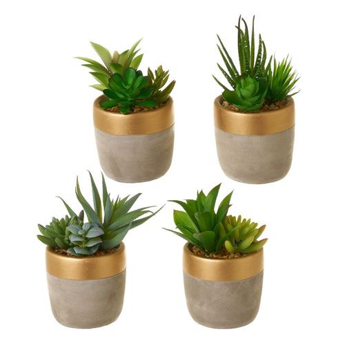 800127 CACTO PL 4MOD 9X17CM