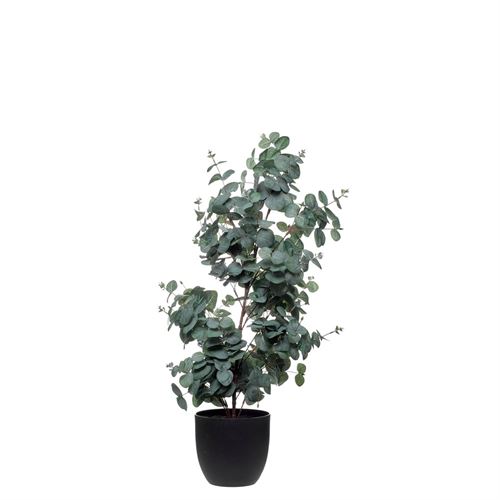 43393 PLANTA EUCALYPTUS TREE 90CM