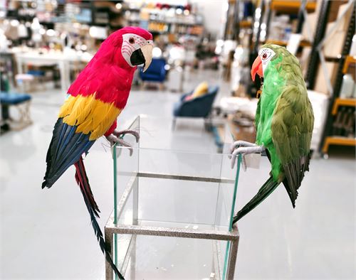 YZT800070 PAPAGAIO 65CM 6ASS