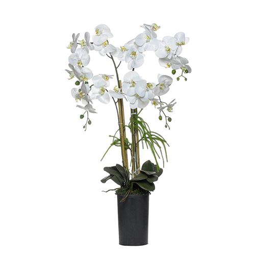 46054 ORQUIDEA PARA FLOREIRA