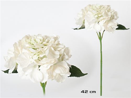 743457 HASTE HORTENSIA